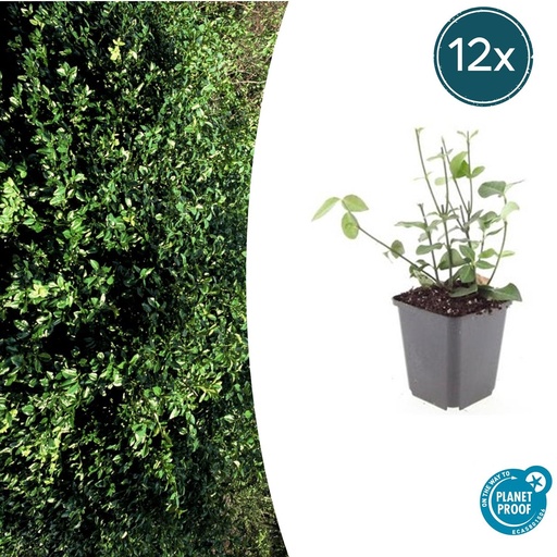 "12x Euonymus fort. 'Coloratus' - ↕10-25cm - Ø9cm image"