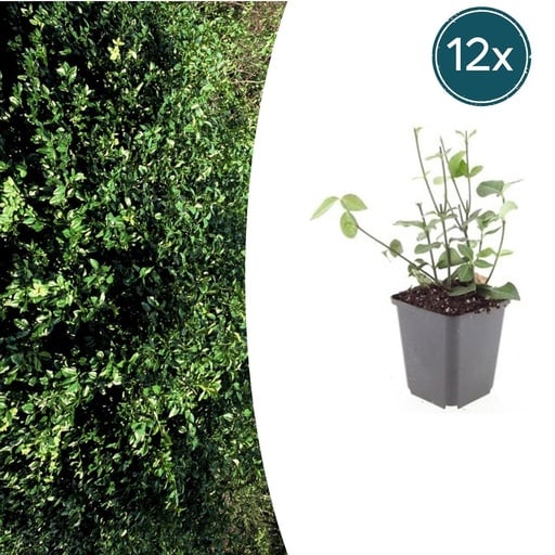 "Immergrüne Kriechspindel 'Coloratus' 12er-Set (Euonymus fortunei) – winterharter immergrüner Bodendecker, Topf-Ø 9 cm, Höhe ca. 25 cm image"