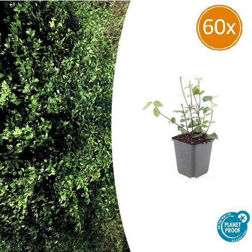 "60x Euonymus fort. 'Coloratus' - ↕10-25cm - Ø9cm image"