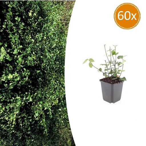 "Immergrüne Kriechspindel 'Coloratus' 60er-Set (Euonymus fortunei) – winterharter immergrüner Bodendecker, Topf-Ø 9 cm, Höhe ca. 25 cm image"