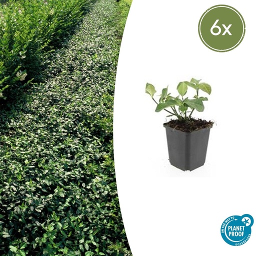 "6x Euonymus fort. 'Dart's Blanket' - ↕10-25cm - Ø9cm image"