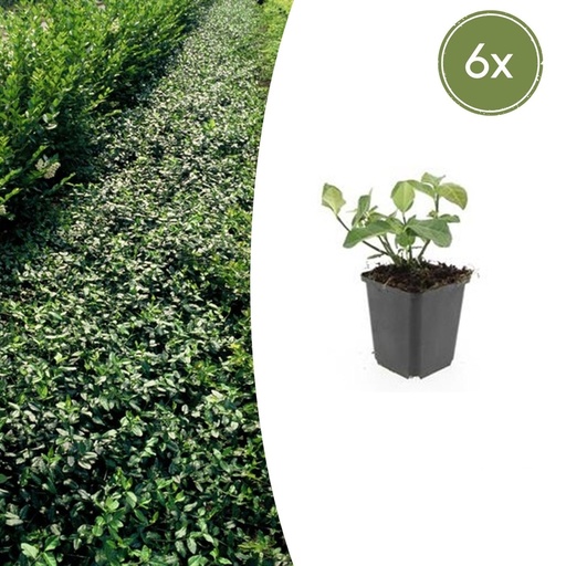 "Kriechspindel 'Dart' 6er-Set (Euonymus fortunei) – winterharter Bodendecker, Topf-Ø 9 cm, Höhe ca. 25 cm image"