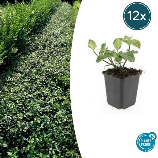 "12x Euonymus fort. 'Dart's Blanket' - ↕10-25cm - Ø9cm image"