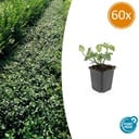 Kriechspindel 'Dart' 60er-Set (Euonymus fortunei) – immergrüner Bodendecker, Topf-Ø 9 cm, Höhe ca. 25 cm