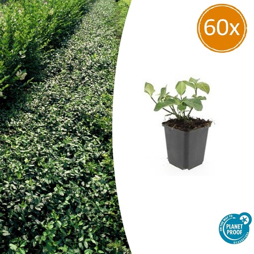 "60x Euonymus fort. 'Dart's Blanket' - ↕10-25cm - Ø9cm image"