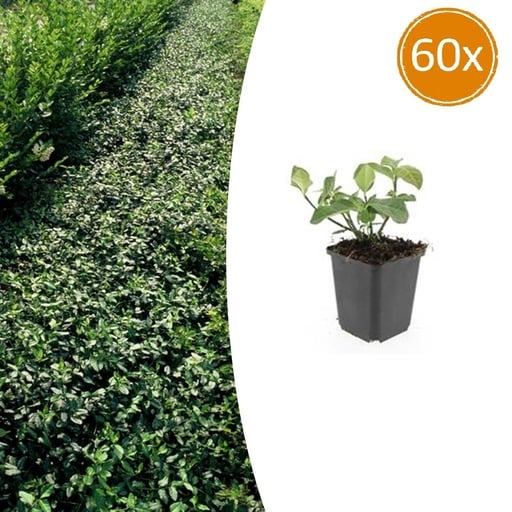 "Kriechspindel 'Dart' 60er-Set (Euonymus fortunei) – immergrüner Bodendecker, Topf-Ø 9 cm, Höhe ca. 25 cm image"