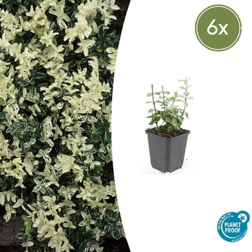 "6x Euonymus fort. 'Harlequin' - ↕10-25cm - Ø9cm image"