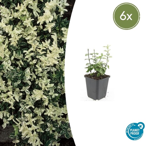 "Immergrüne Kriechspindel 'Harlequin' 6er-Set (Euonymus fortunei) – winterharter immergrüner Bodendecker, Topf-Ø 9 cm, Höhe ca. 25 cm image"