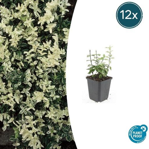 "12x Euonymus fort. 'Harlequin' - ↕10-25cm - Ø9cm image"