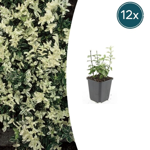 "Immergrüne Kriechspindel 'Harlequin' 12er-Set (Euonymus fortunei) – winterharter immergrüner Bodendecker, Topf-Ø 9 cm, Höhe ca. 25 cm image"