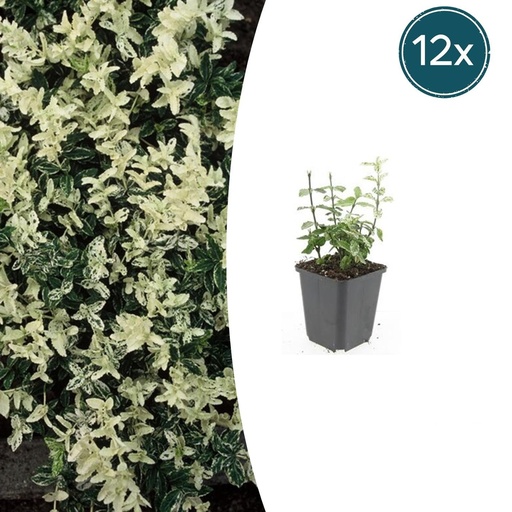 "Immergrüne Kriechspindel 'Harlequin' 12er-Set (Euonymus fortunei) – winterharter immergrüner Bodendecker, Topf-Ø 9 cm, Höhe ca. 25 cm image"