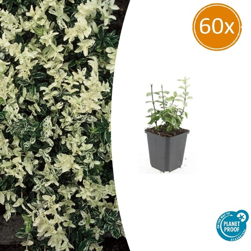 "60x Euonymus fort. 'Harlequin' - ↕10-25cm - Ø9cm image"