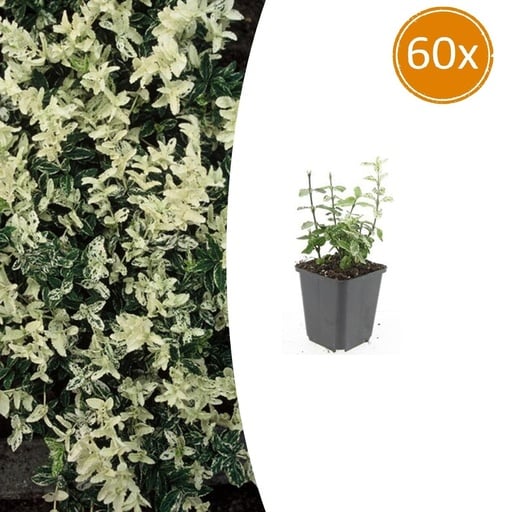 "Immergrüne Kriechspindel 'Harlequin' 60er-Set (Euonymus fortunei) – winterharter immergrüner Bodendecker, Topf-Ø 9 cm, Höhe ca. 25 cm image"