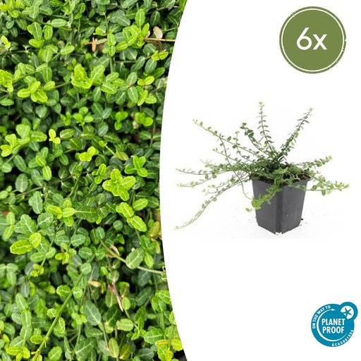 "6x Euonymus fort. 'Minimus' - ↕10-25cm - Ø9cm image"