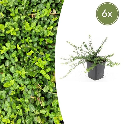 "Immergrüne Kriechspindel 'Minimus' 6er-Set (Euonymus fortunei) – winterharter immergrüner Bodendecker, Topf-Ø 9 cm, Höhe ca. 25 cm image"