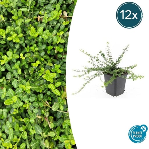 "Immergrüne Kriechspindel 'Minimus' 12er-Set (Euonymus fortunei) – winterharter immergrüner Bodendecker, Topf-Ø 9 cm, Höhe ca. 25 cm image"