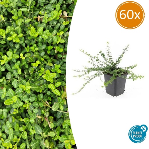 "60x Euonymus fort. 'Minimus' - ↕10-25cm - Ø9cm image"