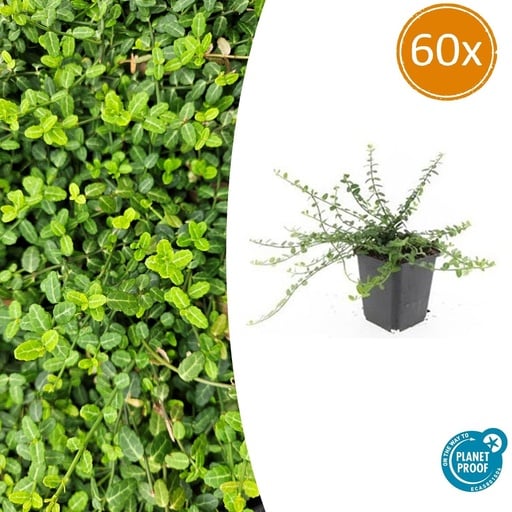 "Immergrüne Kriechspindel 'Minimus' 60er-Set (Euonymus fortunei) – winterharter immergrüner Bodendecker, Topf-Ø 9 cm, Höhe ca. 25 cm image"