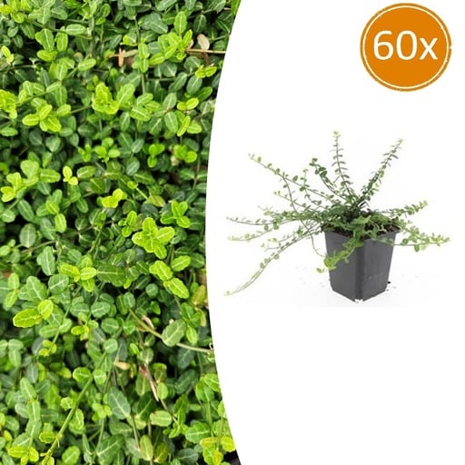 "Immergrüne Kriechspindel 'Minimus' 60er-Set (Euonymus fortunei) – winterharter immergrüner Bodendecker, Topf-Ø 9 cm, Höhe ca. 25 cm image"