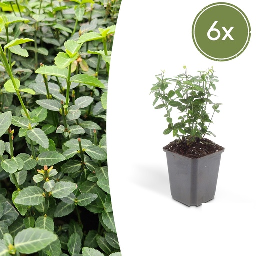 "Kriechspindel 6er-Set (Euonymus fortunei) – winterharter Bodendecker, Topf-Ø 9 cm, Höhe ca. 25 cm image"