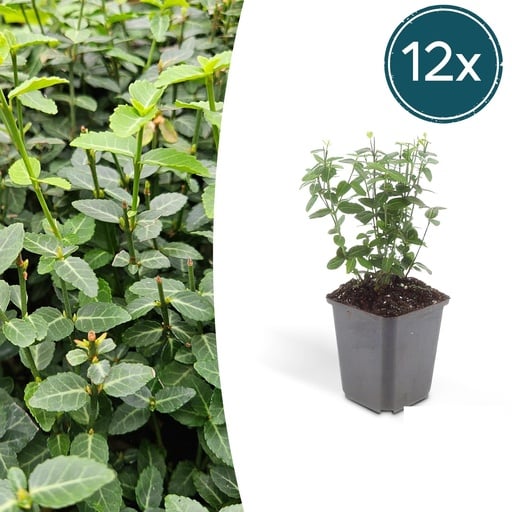 "Kletter-Spindelstrauch 12er-Set (Euonymus fortunei) – winterharter Bodendecker, Topf-Ø 9 cm, Höhe ca. 25 cm image"