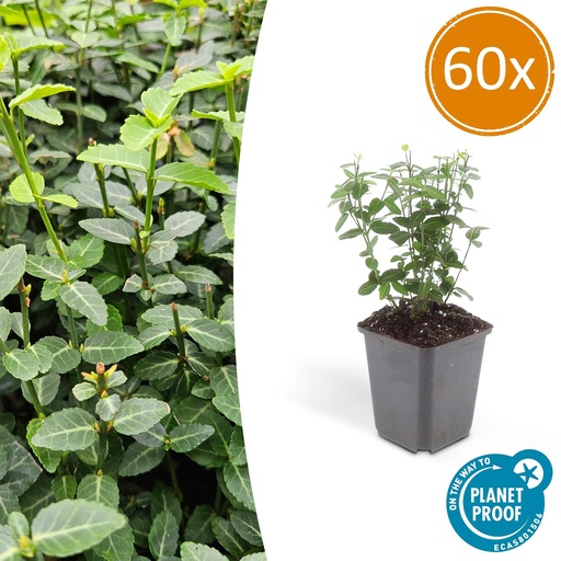 "60x Euonymus fortunei radicans - ↕10-25cm - Ø9cm image"
