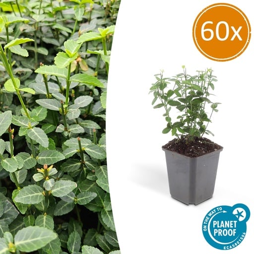 "60x Euonymus fortunei radicans - ↕10-25cm - Ø9cm image"