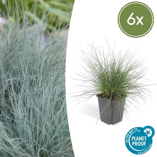 "6x Festuca glauca 'Elijah Bleu' - ↕10-25cm - Ø9cm image"