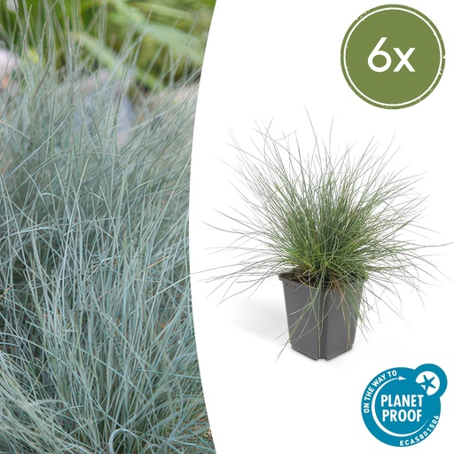 "Blauschwingel 'Elijah Bleu' 6er-Set (Festuca glauca) – winterhartes Ziergras, Topf-Ø 9 cm, Höhe ca. 25 cm image"