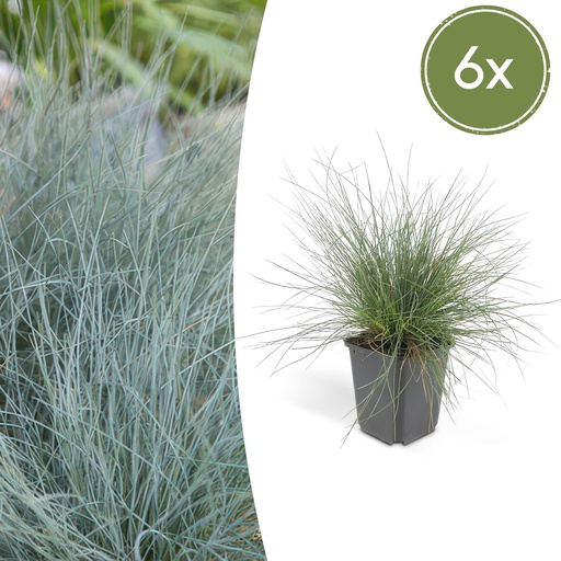"Blauschwingel 'Elijah Bleu' 6er-Set (Festuca glauca) – winterhartes Ziergras, Topf-Ø 9 cm, Höhe ca. 25 cm image"