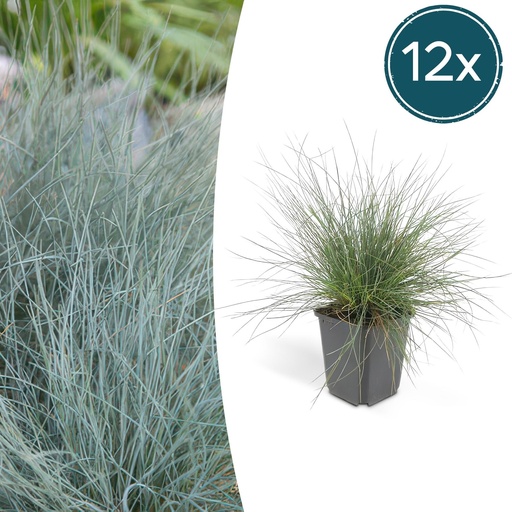 "Blauschwingel 'Elijah Bleu' 12er-Set (Festuca glauca) – winterhartes Ziergras, Topf-Ø 9 cm, Höhe ca. 25 cm image"