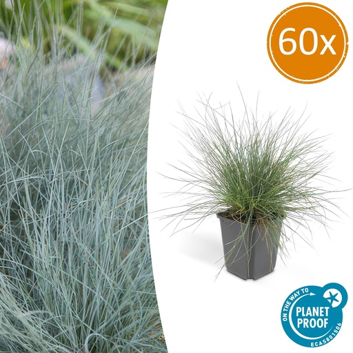"Blauschwingel 'Elijah Bleu' 60er-Set (Festuca glauca) – winterhartes Ziergras, Topf-Ø 9 cm, Höhe ca. 25 cm image"