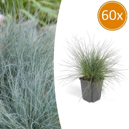 "Blauschwingel 'Elijah Bleu' 60er-Set (Festuca glauca) – winterhartes Ziergras, Topf-Ø 9 cm, Höhe ca. 25 cm image"