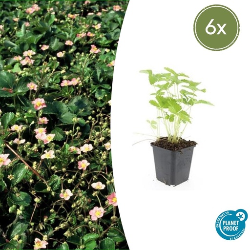 "6x Fragaria vesca - ↕10-25cm - Ø9cm image"
