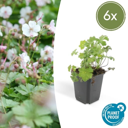 "6x Geranium cant. 'Biokovo' - ↕10-25cm - Ø9cm image"