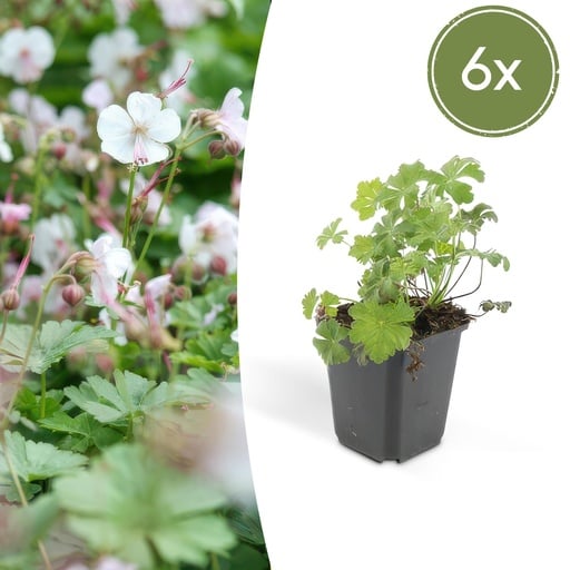 "Geranie 'Biokovo' 6er-Set (Geranium cantabrigiense) – winterharte Staude, Topf-Ø 9 cm, Höhe ca. 25 cm image"