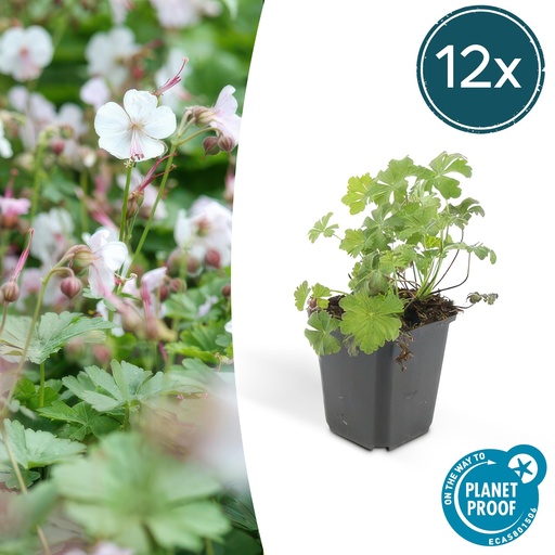 "12x Geranium cant. 'Biokovo' - ↕10-25cm - Ø9cm image"