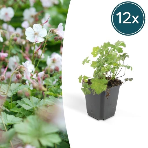 "Geranie 'Biokovo' 12er-Set (Geranium cantabrigiense) – winterharte Staude, Topf-Ø 9 cm, Höhe ca. 25 cm image"