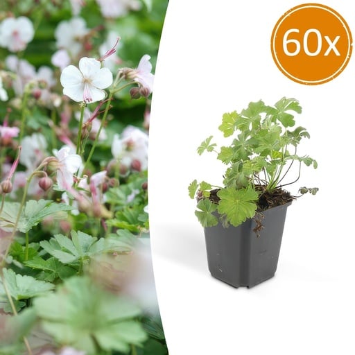 "Geranie 'Biokovo' 60er-Set (Geranium cantabrigiense) – winterharte Staude, Topf-Ø 9 cm, Höhe ca. 25 cm image"
