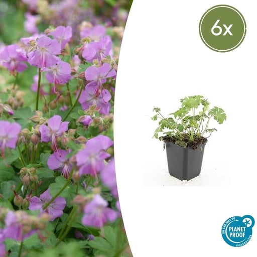 "Geranie 'Cambridge' 6er-Set (Geranium cantabrigiense) – winterharte Staude, Topf-Ø 9 cm, Höhe ca. 25 cm image"