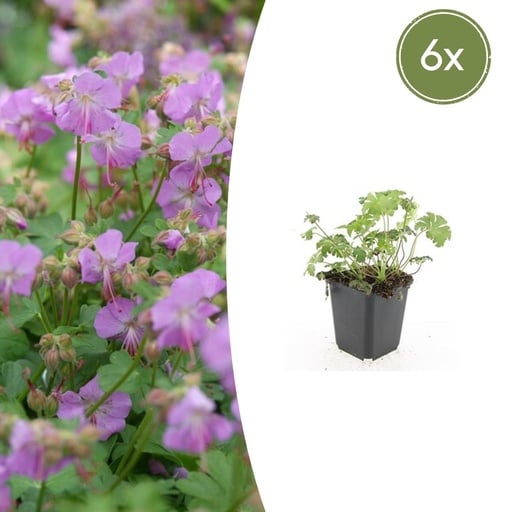 "Geranie 'Cambridge' 6er-Set (Geranium cantabrigiense) – winterharte Staude, Topf-Ø 9 cm, Höhe ca. 25 cm image"