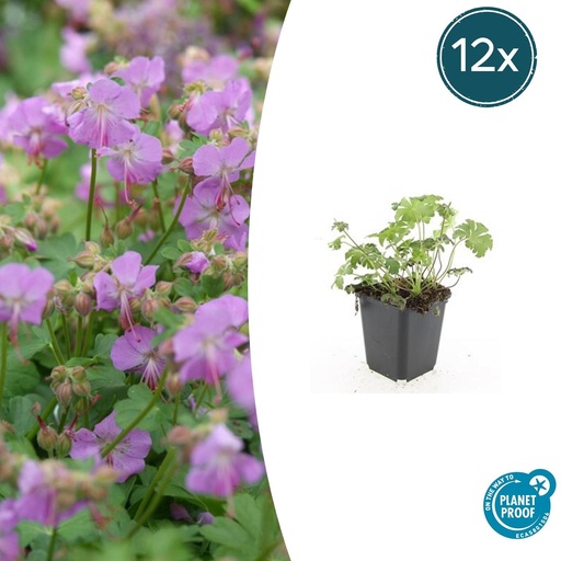 "12x Geranium cant. 'Cambridge' - ↕10-25cm - Ø9cm image"