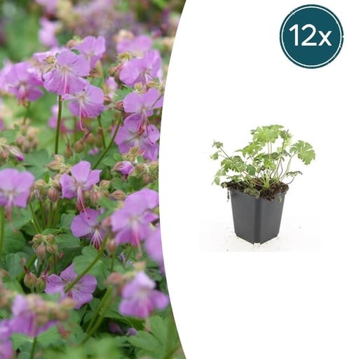 "Geranie 'Cambridge' 12er-Set (Geranium cantabrigiense) – winterharte Staude, Topf-Ø 9 cm, Höhe ca. 25 cm image"