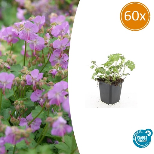 "60x Geranium cant. 'Cambridge' - ↕10-25cm - Ø9cm image"