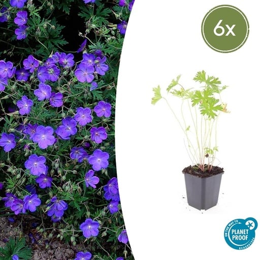 "6x Geranium 'Johnson's Blue' - ↕10-25cm - Ø9cm image"