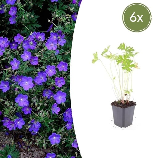"Storchschnabel 'Johnson' 6er-Set (Geranium s) – winterharte Staude, Topf-Ø 9 cm, Höhe ca. 25 cm image"
