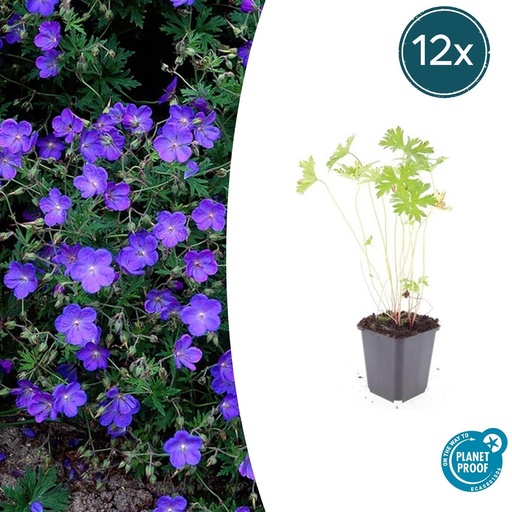 "12x Geranium 'Johnson's Blue' - ↕10-25cm - Ø9cm image"