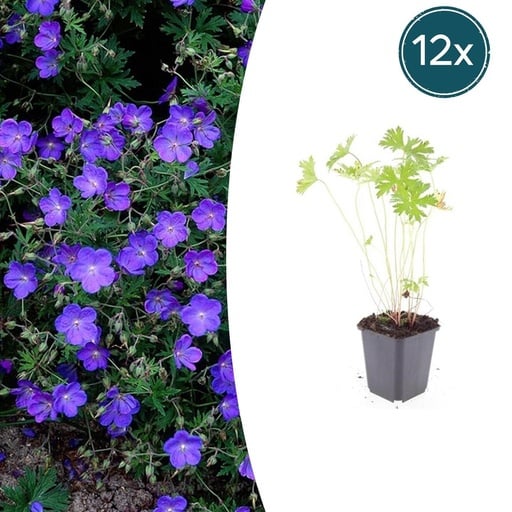 "Johnson's-Storchschnabel 12er-Set (Geranium s) – winterharte Staude, Topf-Ø 9 cm, Höhe ca. 25 cm image"