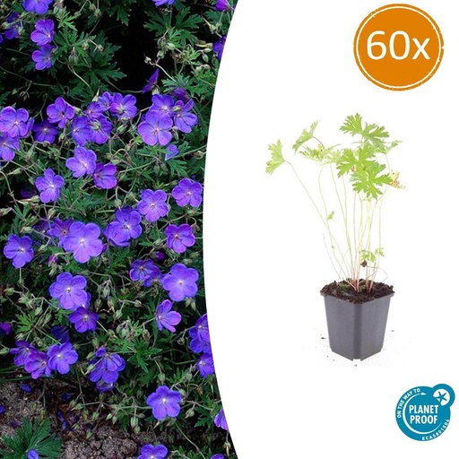 "60x Geranium 'Johnson's Blue' - ↕10-25cm - Ø9cm image"