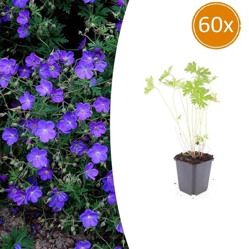 "Storchschnabels Blue' 'Johnson' 60er-Set (Geranium s) – winterharte Staude, Topf-Ø 9 cm, Höhe ca. 25 cm image"